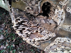 Fungi