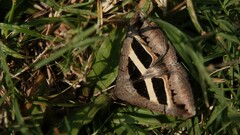 Grammodes geometrica