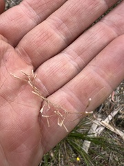 Dichelachne sieberiana