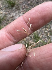 Dichelachne sieberiana