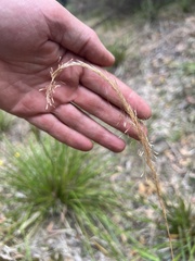 Dichelachne sieberiana
