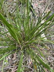 Dichelachne sieberiana
