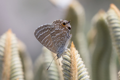 Theclinesthes onycha