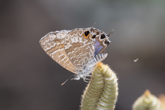 Theclinesthes onycha