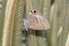 Theclinesthes onycha
