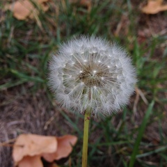 Taraxacum officinale