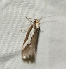 Philobota partitella