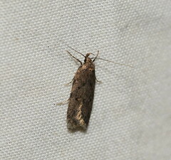 Hofmannophila pseudospretella