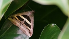 Grammodes geometrica