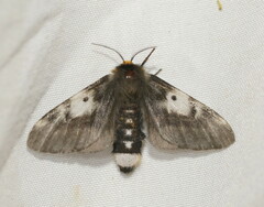 Nataxa flavescens