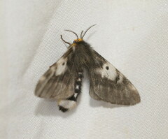 Nataxa flavescens
