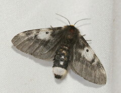 Nataxa flavescens
