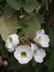 Thunbergia grandiflora