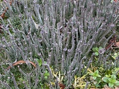 Cladonia rei