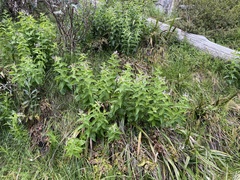 Veronica derwentiana