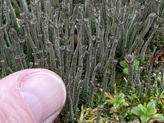 Cladonia rei