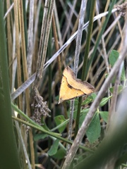 Anachloris subochraria