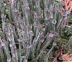 Cladonia rei