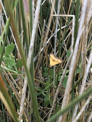 Anachloris subochraria