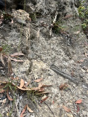 Rytidosperma setaceum