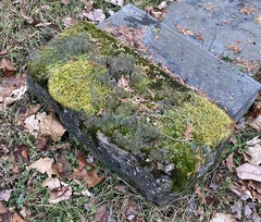 Cladonia rei