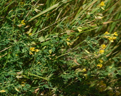 Medicago falcata
