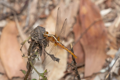 Rhodothemis lieftincki