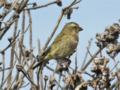 Crithagra flaviventris