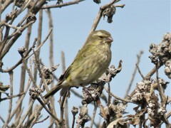 Crithagra flaviventris