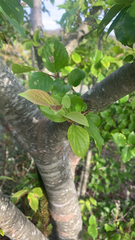 Celtis sinensis