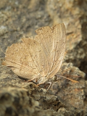 Surendra quercetorum