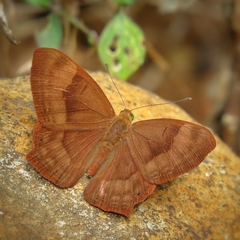 Abisara bifasciata