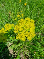 Euphorbia verrucosa