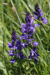 Polygala comosa