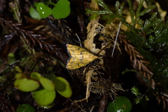 Glaucocharis auriscriptella