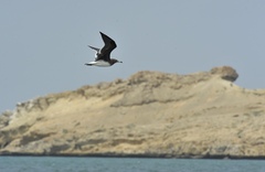 Ichthyaetus hemprichii