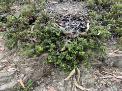 Podolobium procumbens