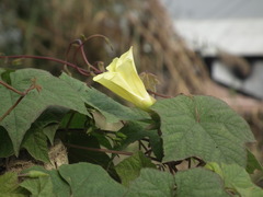 Camonea vitifolia