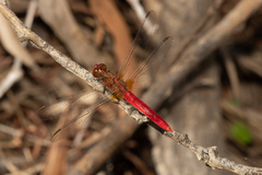 Rhodothemis lieftincki