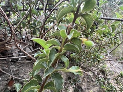 Podolobium procumbens