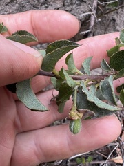 Podolobium procumbens