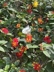 Appias libythea olferna