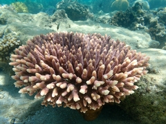 Acropora millepora
