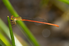 Ceriagrion aeruginosum