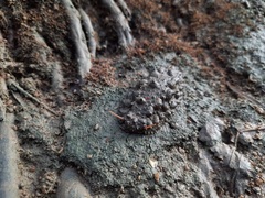 Onchidium