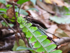 Episynlestes albicaudus
