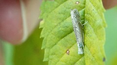 Culladia hastiferalis