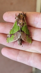 Aenetus tindalei