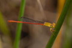 Ceriagrion aeruginosum