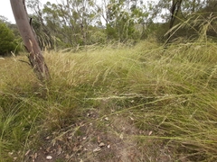 Austrostipa rudis